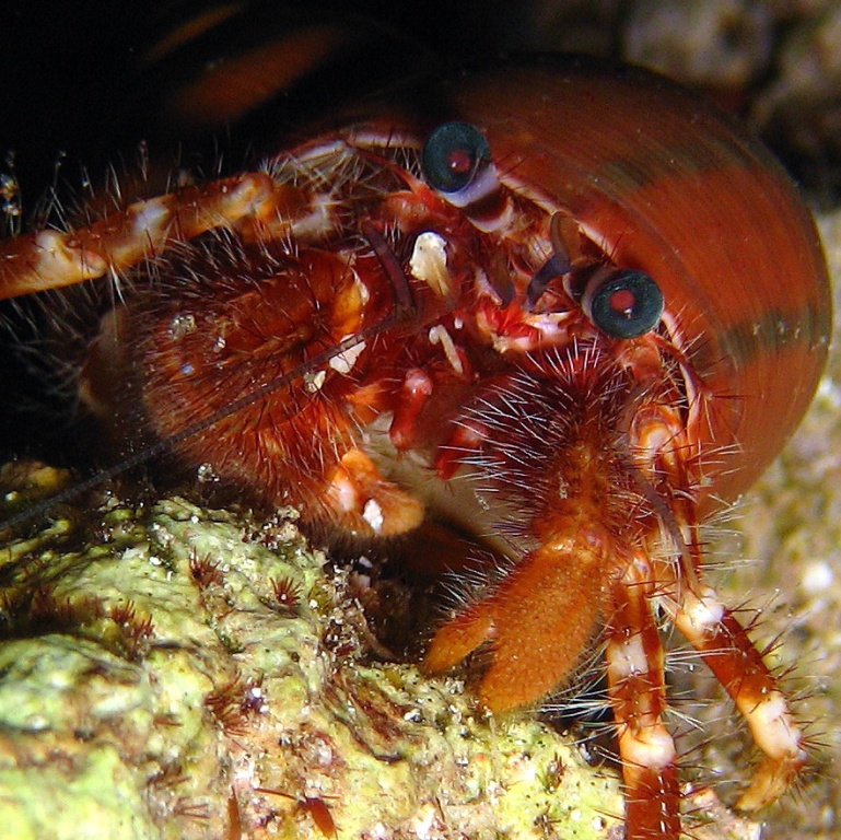 Рак-отшельник.