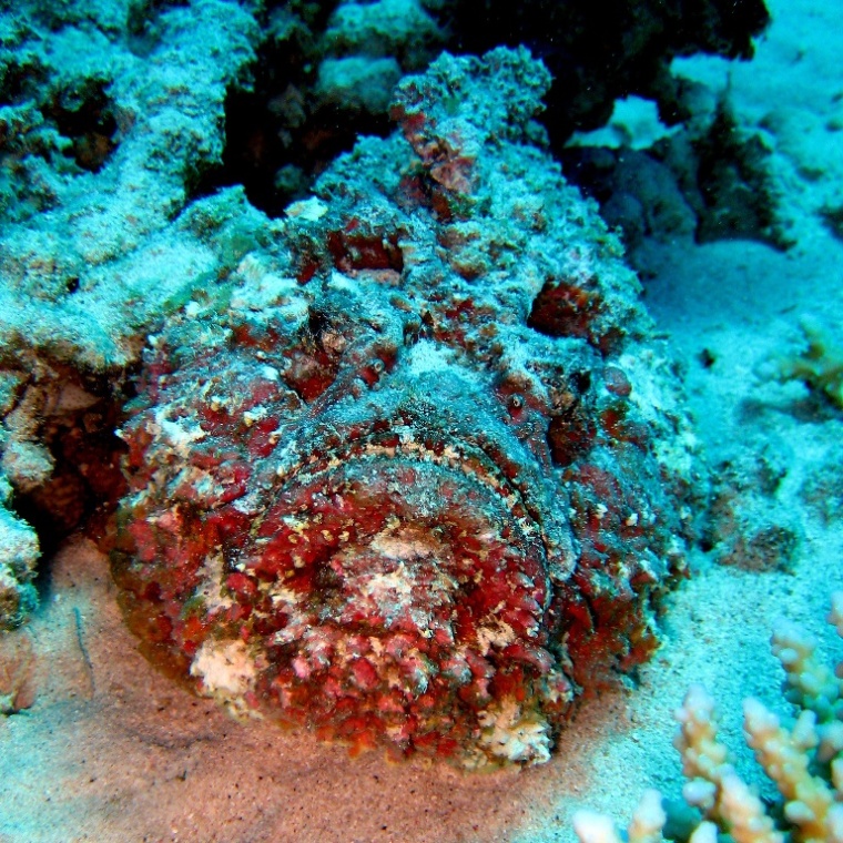 Бородавчатка. Бородавчатка.