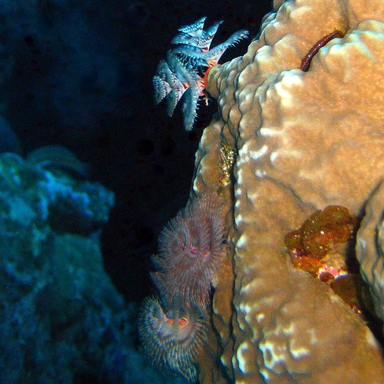 Колония морских червей. Колония морских червей.