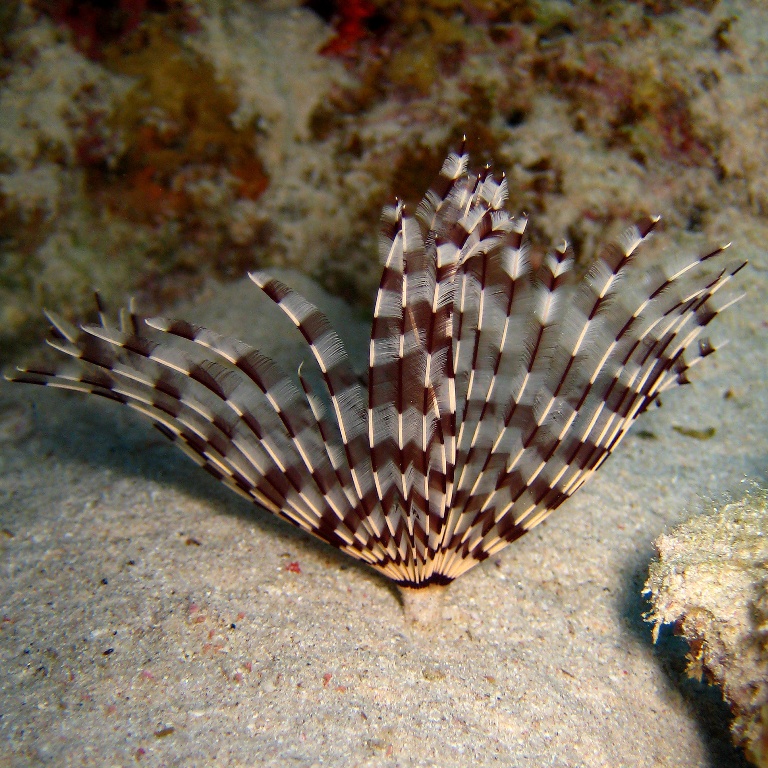 Морской трубчатый червь.