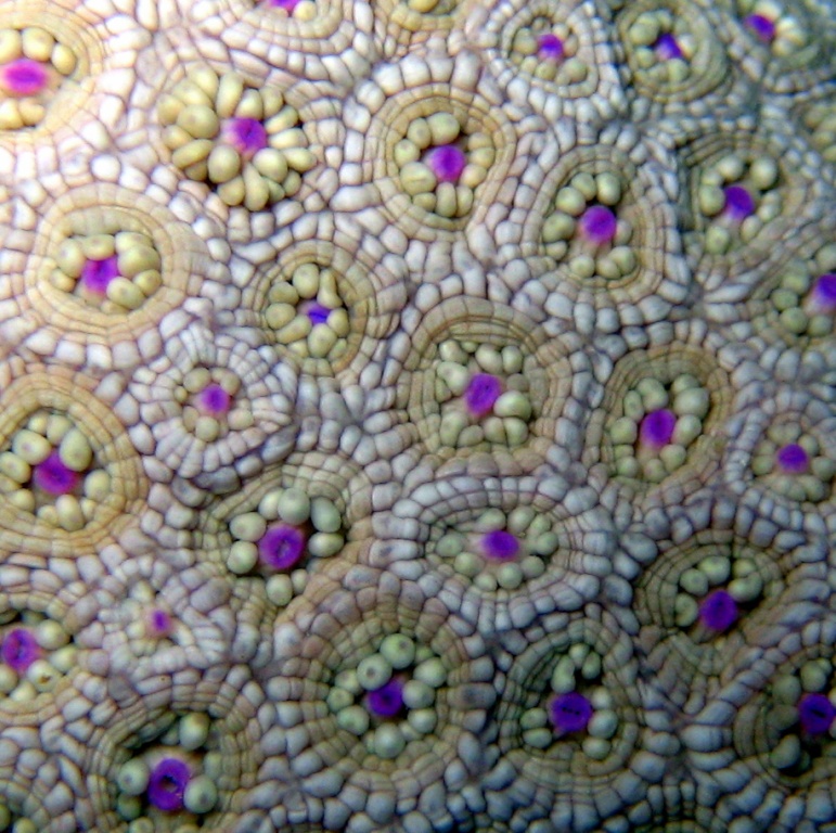 Коралл Гониопора с втянутыми полипами.