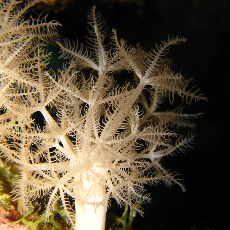 Мягкий коралл Ксения.