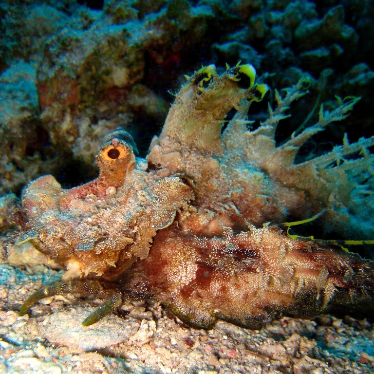 Нитепёрый морской дракон.