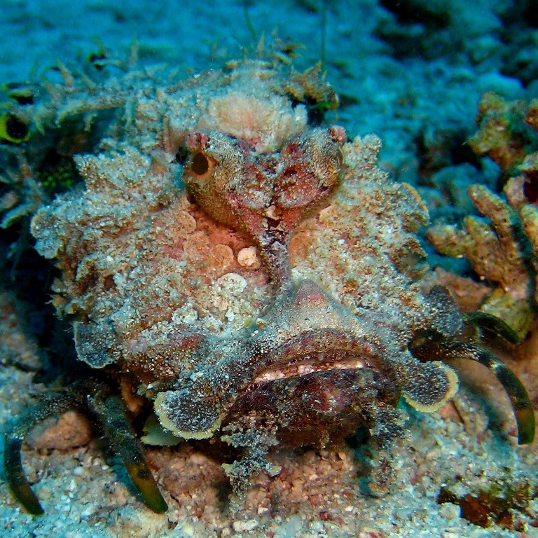 Нитепёрый морской дракон.