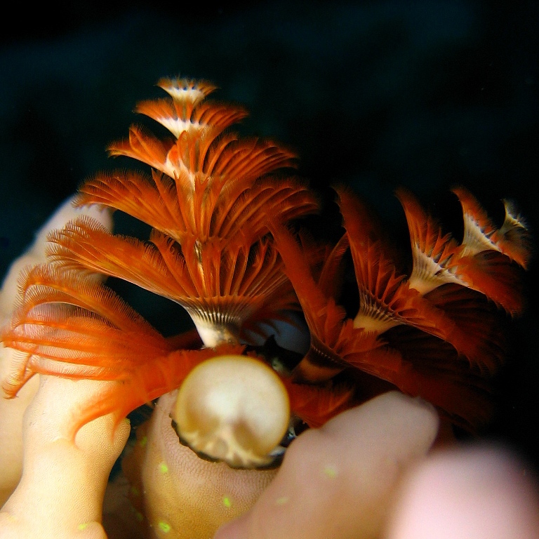 Червь Новогодняя Ёлка.