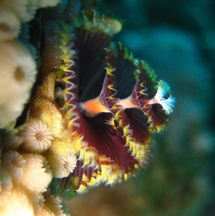 Червь Новогодняя Ёлка.