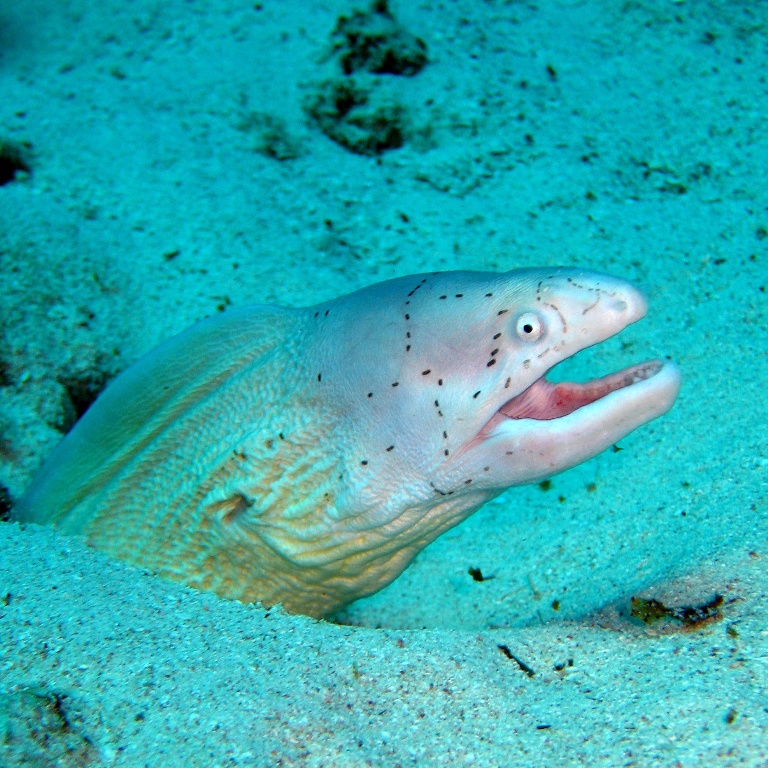 Перечная мурена.