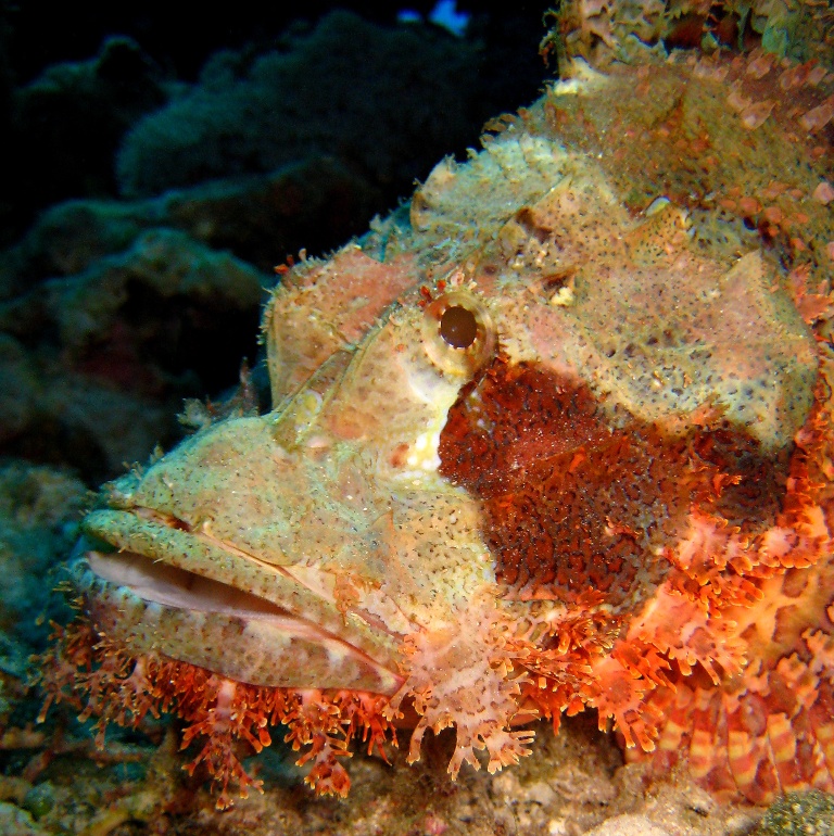 Бородатый скорпенопс.