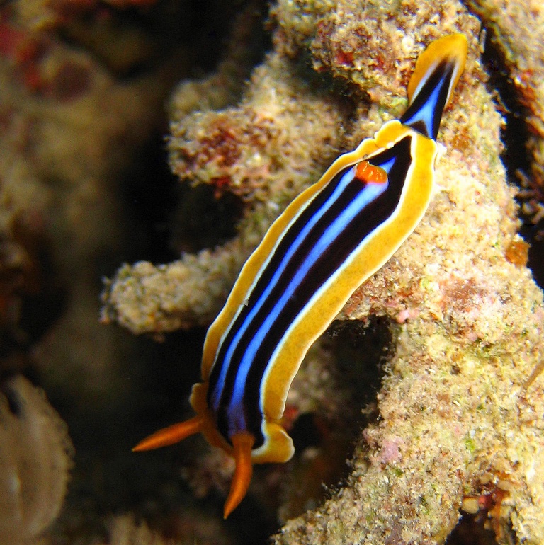 Голожаберный моллюск. Голожаберный моллюск.