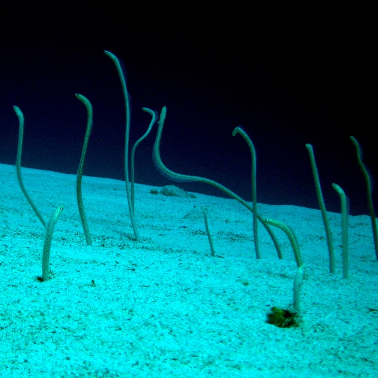 Садовые угри.