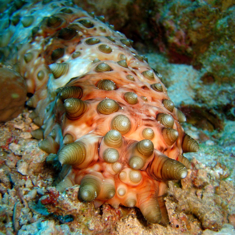 Голотурия (морской огурец, трепанг).