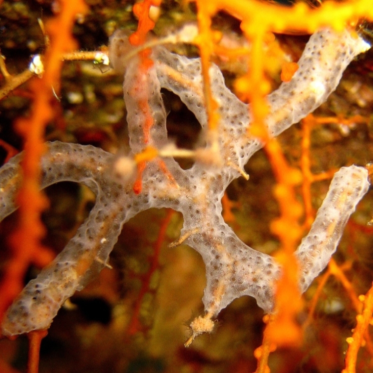 Колония асцидий на ветке коралла. Колония асцидий на ветке коралла.