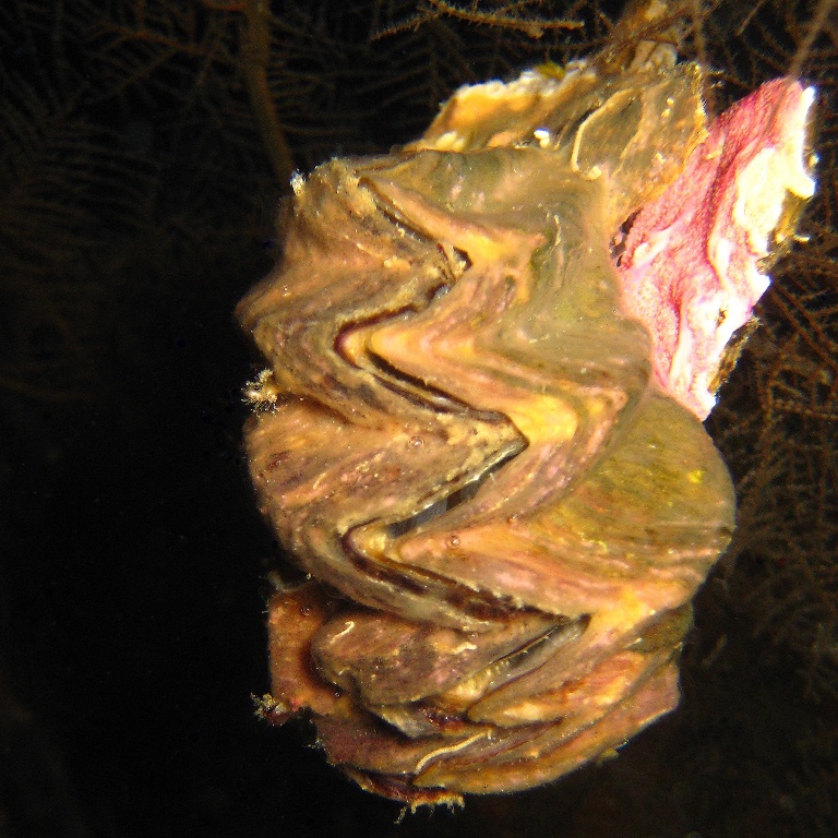 Устрица Петушиный гребень.