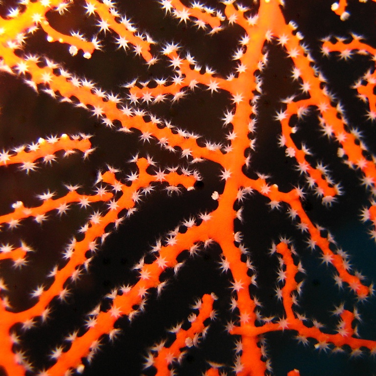 Горгонариевый мягкий коралл.