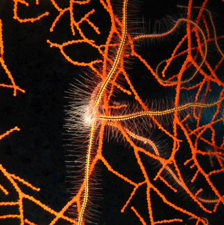 Офиура Офиотрикс Савиньи (Ophiothrix savignyi).