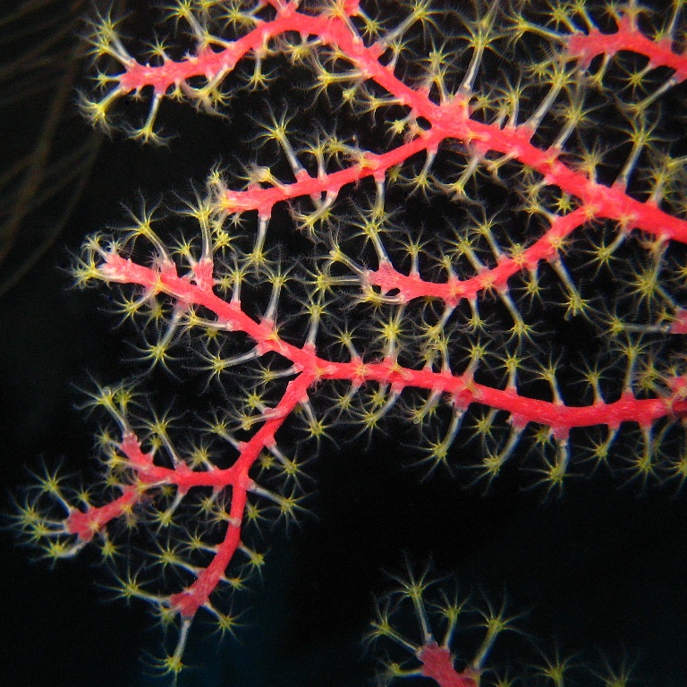 Горгонариевый мягкий коралл.