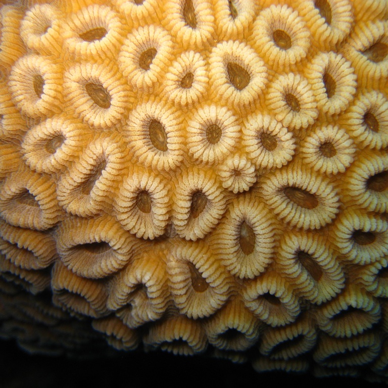 Твёрдый коралл.