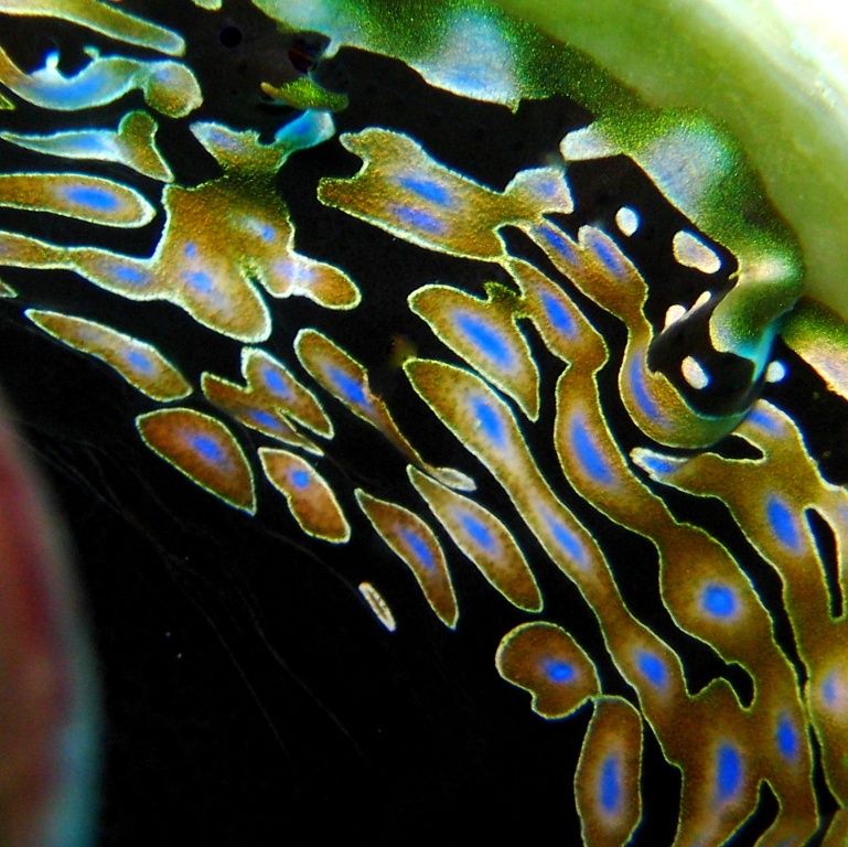 Мантия Тридакны.