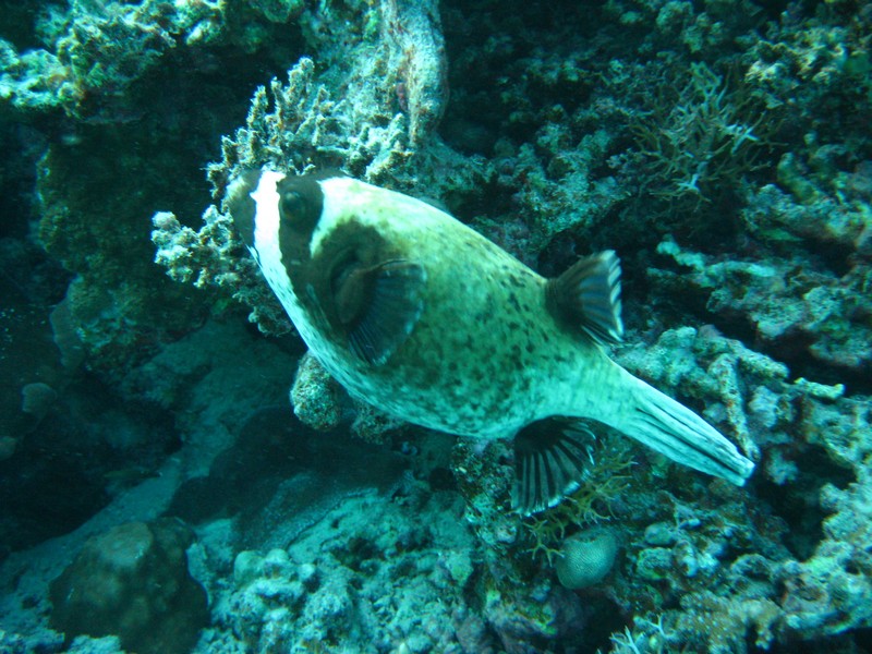 Хургада 01_11