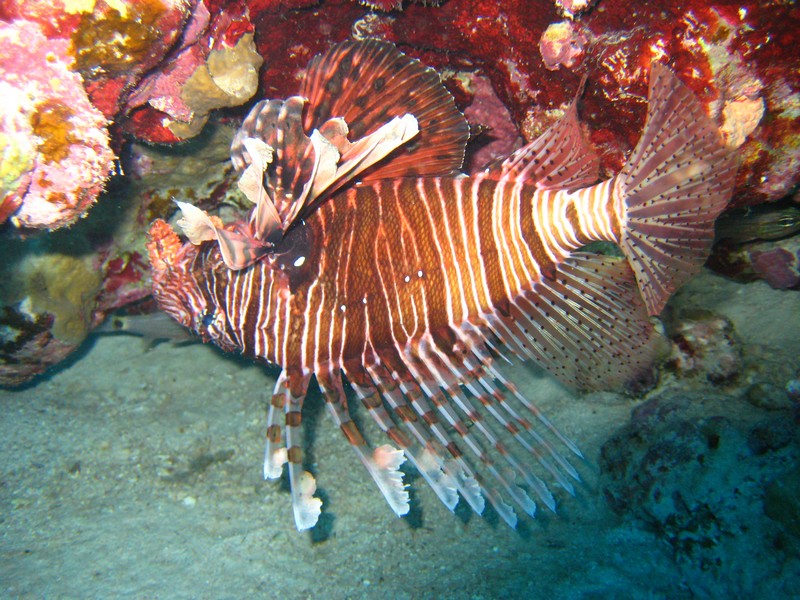 Хургада 01_11 Хургада 01_11