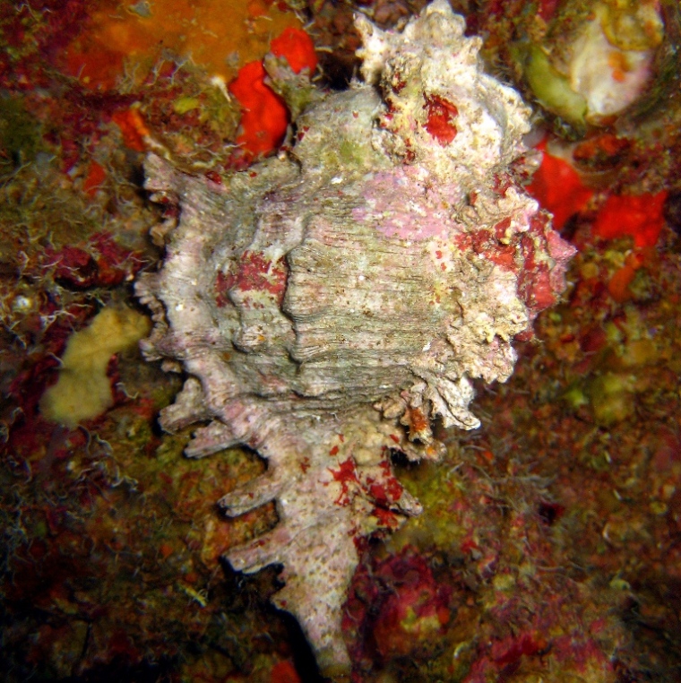 Улитка Мурекс.