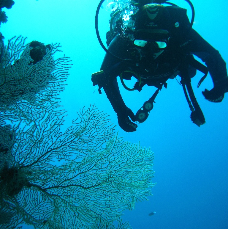Горгонария на Лайтхаусе.
