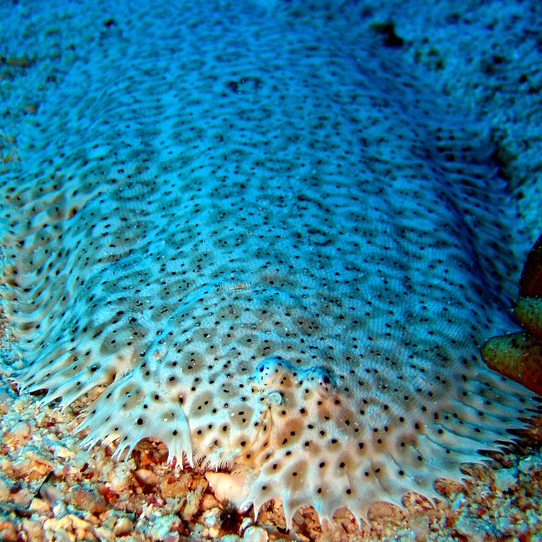 Мраморная павлинья солея (Pardachirus marmoratus).