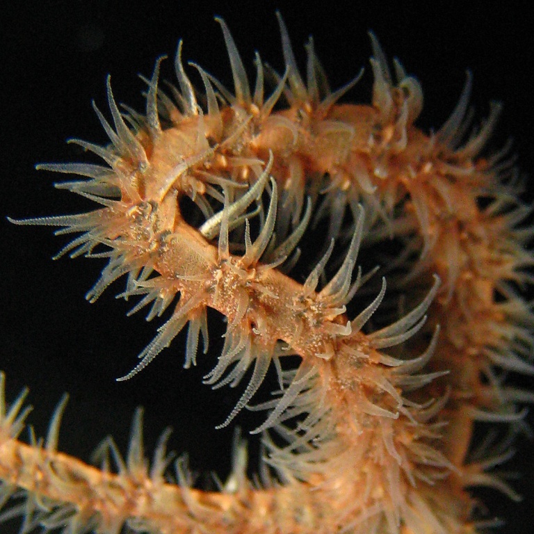 Проволочный коралл.