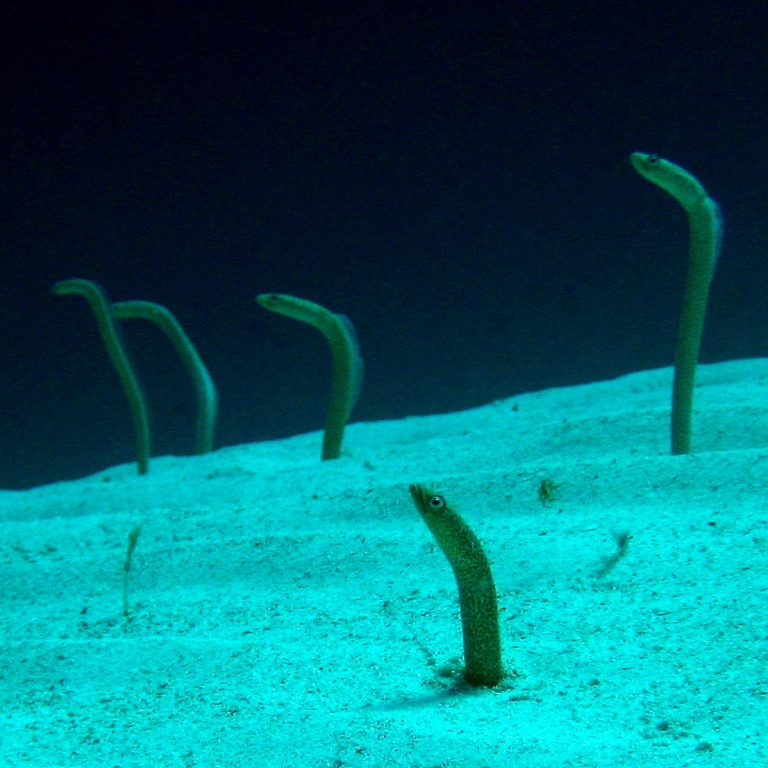 Садовые угри. Садовые угри.