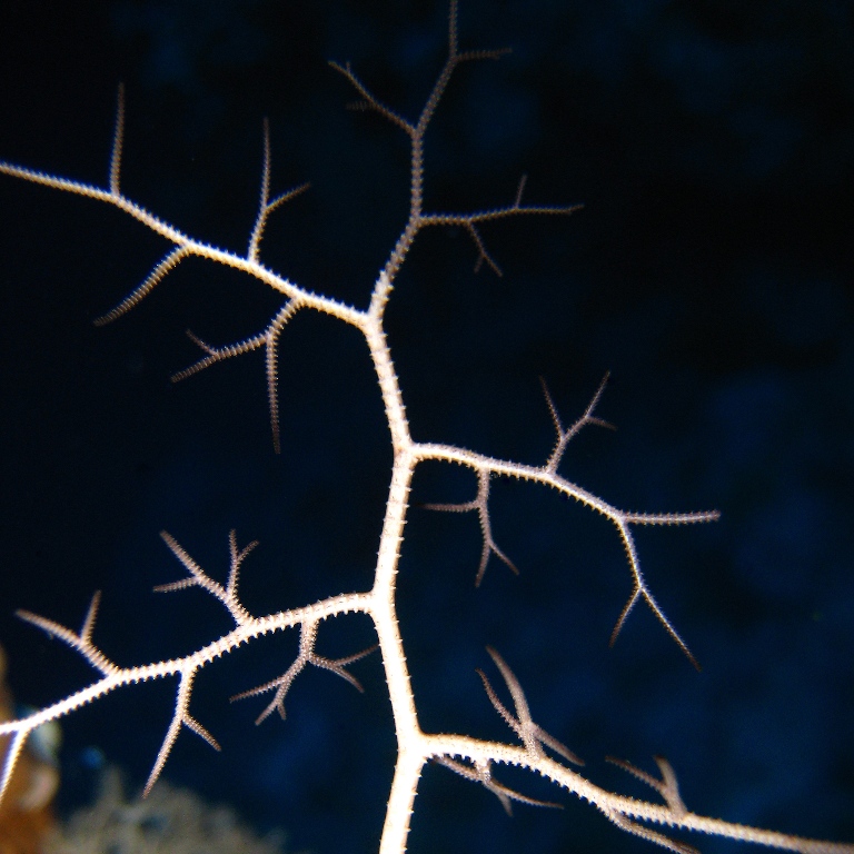 Офиура Горгоноцефал.