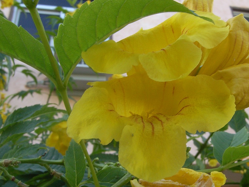 Здравствуй Африка