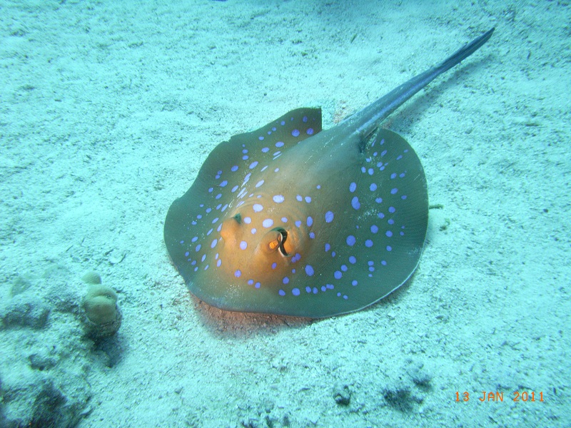 Вот и рыба пошла.