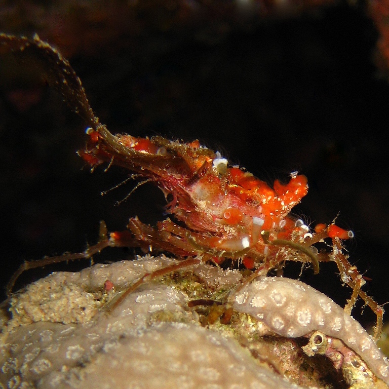 Краб-губконос.