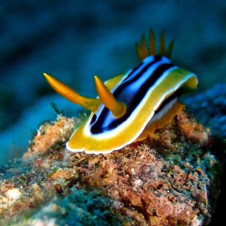 Голожаберник.