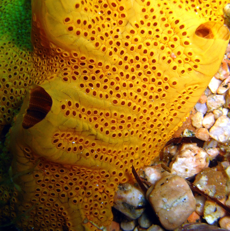 Колониальные асцидии.