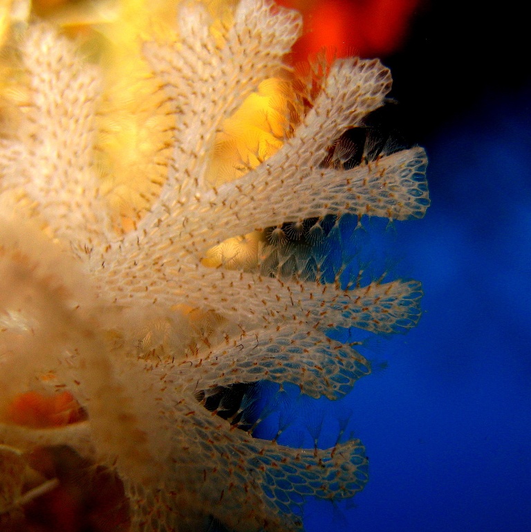 Колония мшанок.