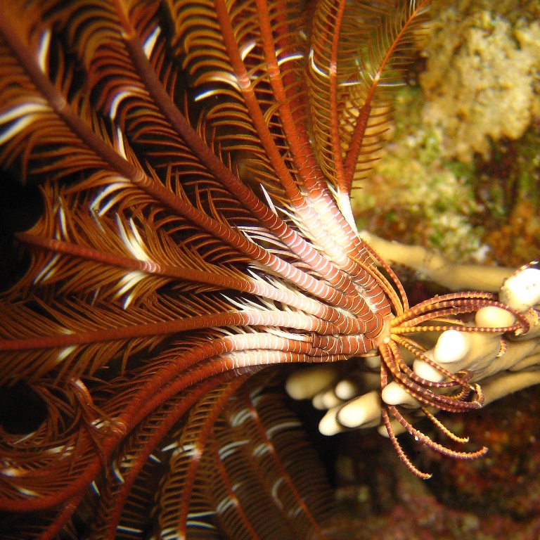 Морская лилия.