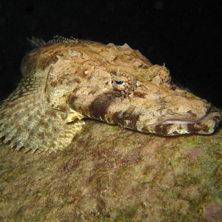 Рыба-крокодил.