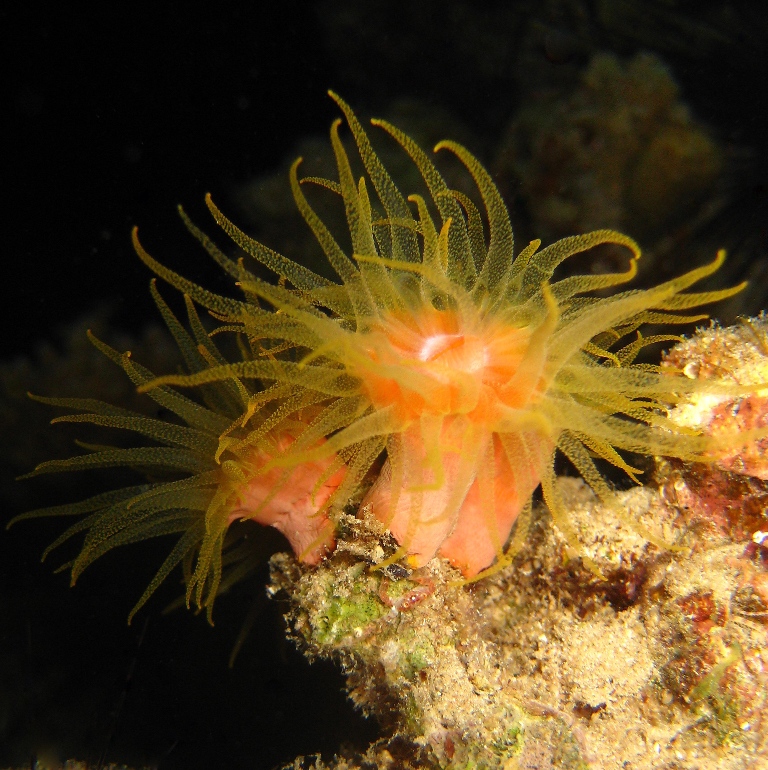 Солнечный коралл.