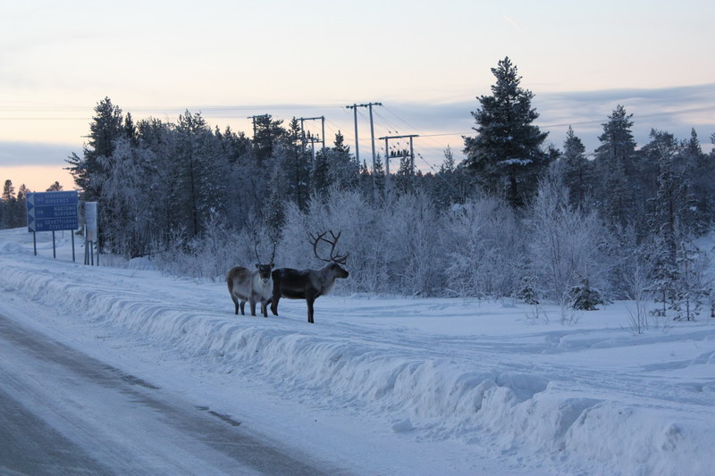 Норд Кап Норд Кап