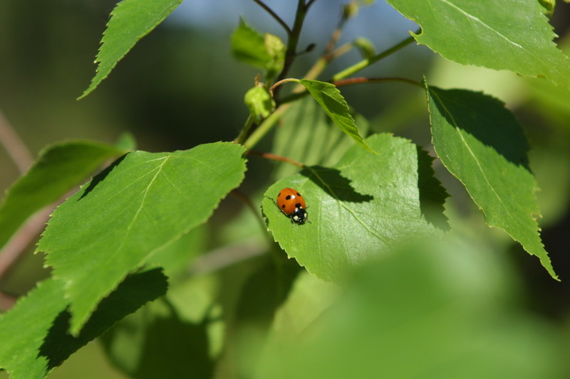Открытие сезона 2007