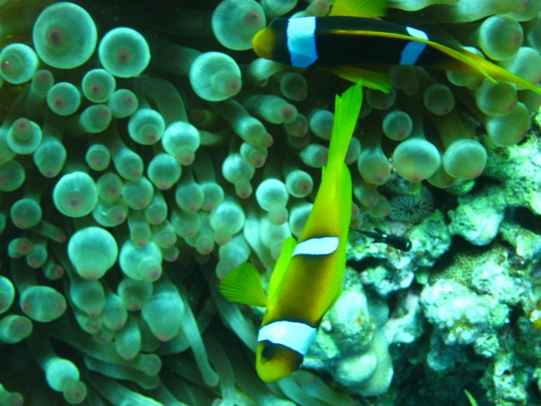 НГ 2011 Хургада