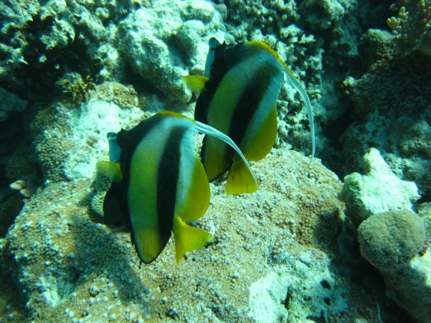 НГ 2011 Хургада