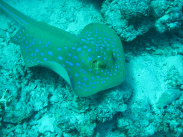 НГ 2011 Хургада