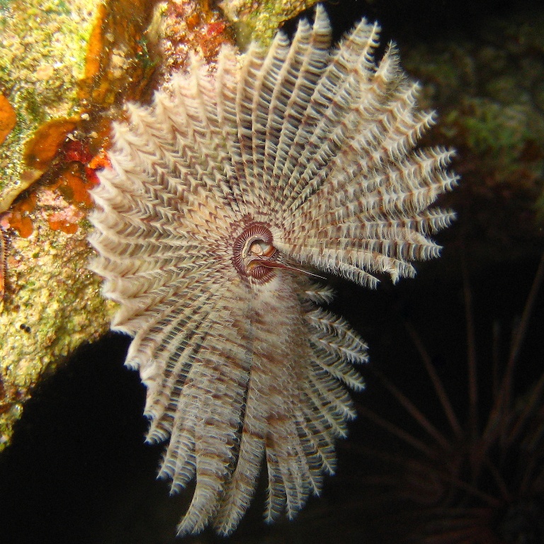 Морской трубчатый червь. Морской трубчатый червь.