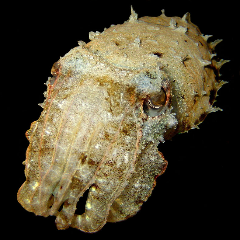 Каракатица. Каракатица.