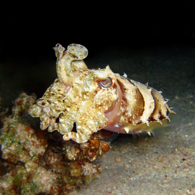 Каракатица.