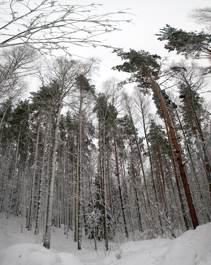 Цвелодубово: подлёдная нырялка и волейбол. 04-06.02.11
