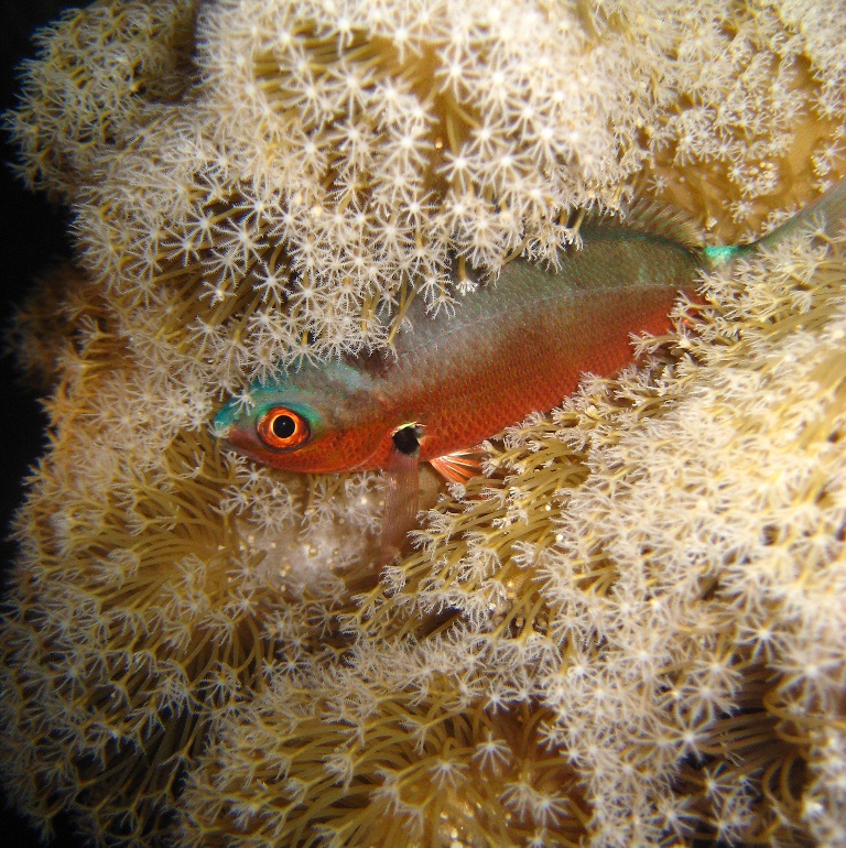 Ночное укрытие.