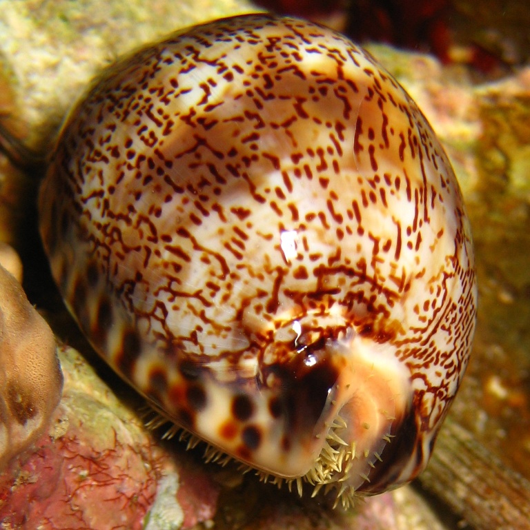 Тигровая Ципрея или Арабская Каури.